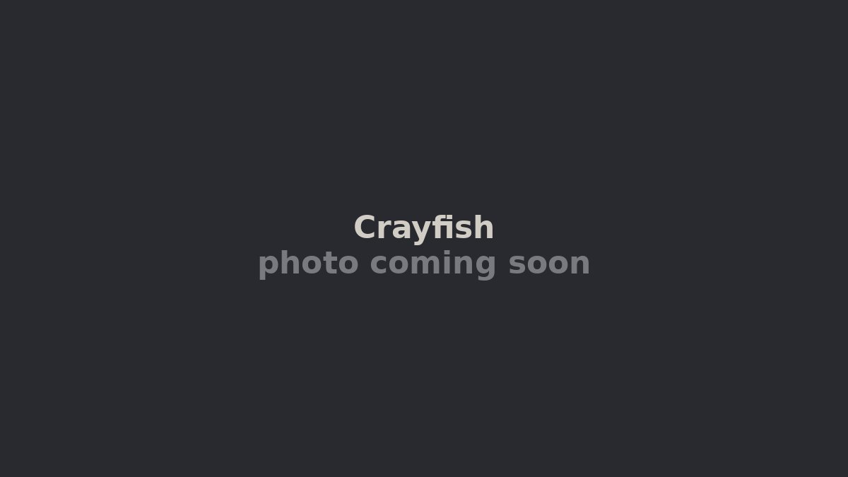 Crayfish: The Rice-Paddy Pest That Became China's Summer Religion